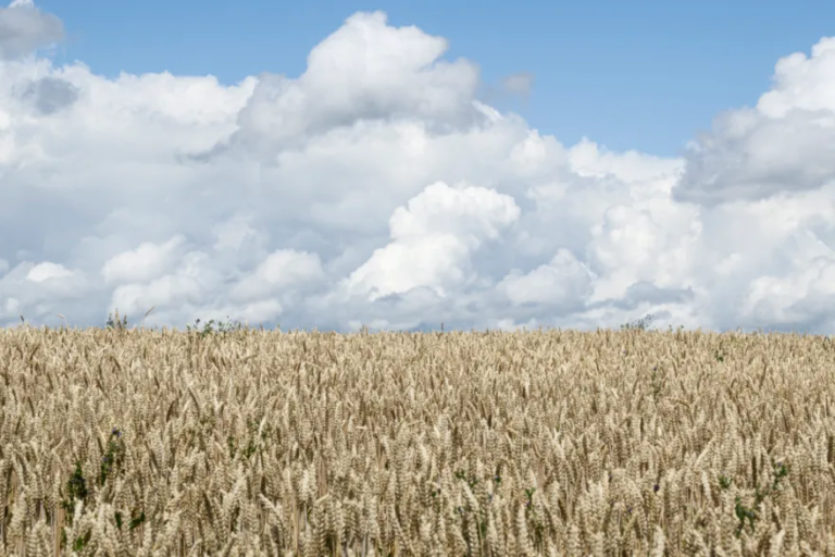 Une année de contrastes pour l’agriculture suisse