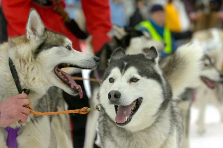 Climate change forces Swiss dog race to take place on grass